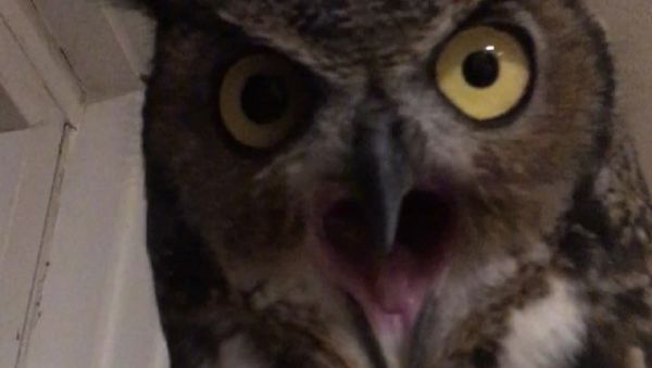 Owl - Sputnik International