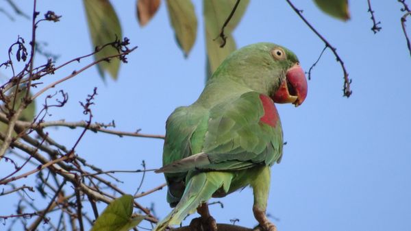 Female Alexandrine Parakeet on a Kachnar Tree - Sputnik International