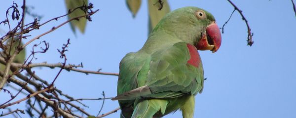 Female Alexandrine Parakeet on a Kachnar Tree Female Alexandrine Parakeet on a Kachnar Tree - Sputnik International