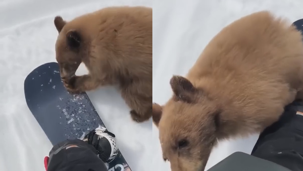 Brown Bear Yearling Cozies Up to California Snowboarders - Sputnik International