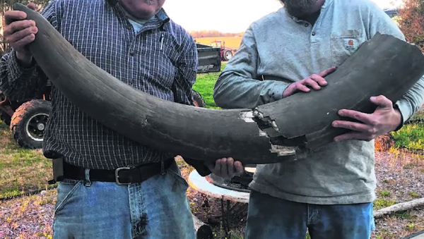 Joe Schepman and his son, Brad, stand behind the entire cache of fossilized mastodon bones discovered on their property in mid-April - Sputnik International