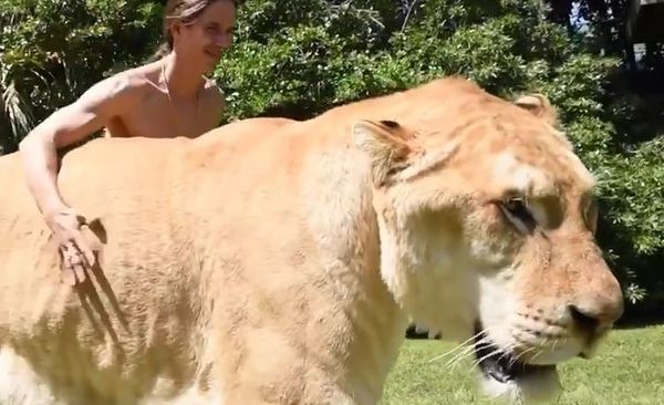 Man walks liger Man walks liger - Sputnik International