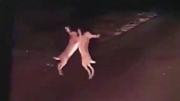 Two rabbits fight - Sputnik International