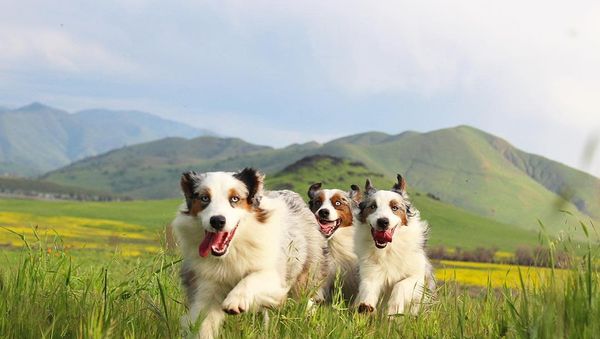 Australian Shepherds Jump in the Pasture - Sputnik International