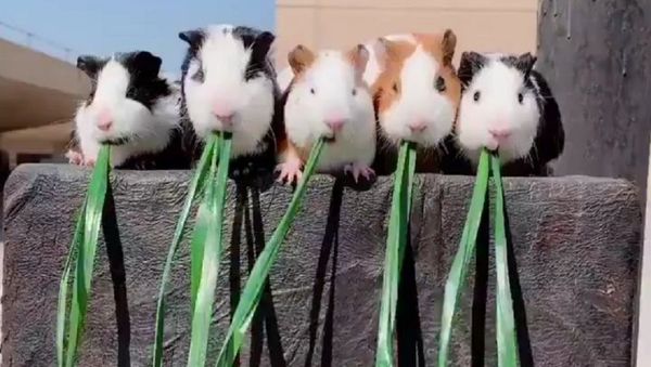 cutie.animals.page - Sputnik International