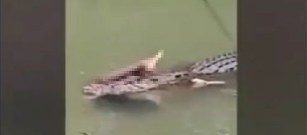 Crocodile Surfaces With Missing Snorkeller Crocodile Surfaces With Missing Snorkeller - Sputnik International
