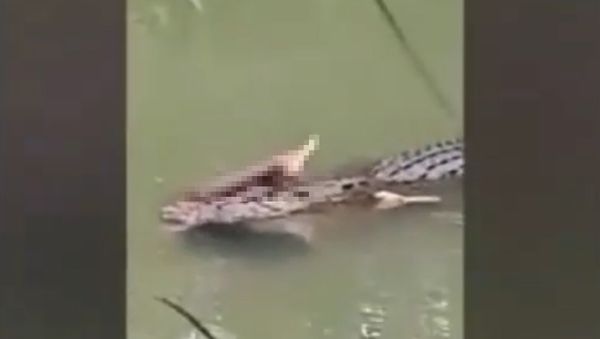 Crocodile Surfaces With Missing Snorkeller - Sputnik International
