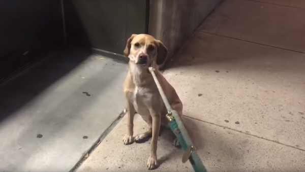 Stubborn Pooch Refuses to Leave Closed Pet Shop - Sputnik International
