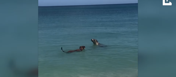 Dog Joins Social Sea Lion for a Swim Dog Joins Social Sea Lion for a Swim - Sputnik International