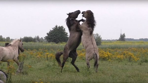 Fighting wild horse gets help from friend during scuffle Fighting wild horse gets help from friend during scuffle - Sputnik International