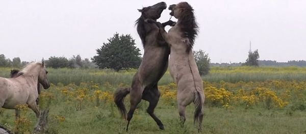 Fighting wild horse gets help from friend during scuffle - Sputnik International