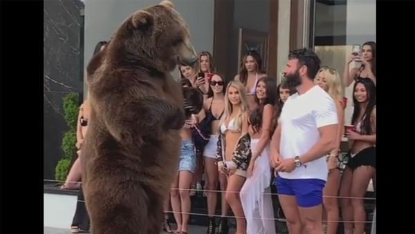 Dan Bilzerian feeds a bear - Sputnik International