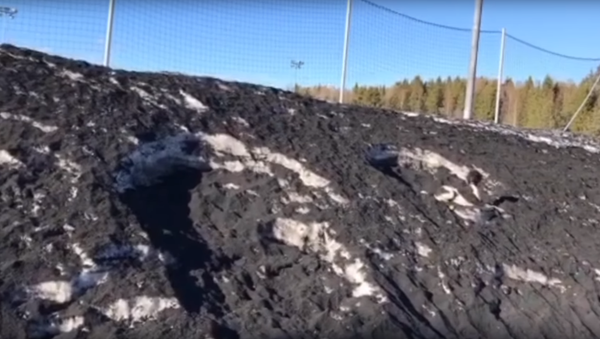 Can You Spot the Camouflaged Canine? - Sputnik International