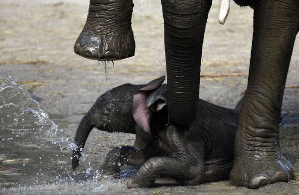 This Week in Pictures: 20 April - 26 April - Sputnik International
