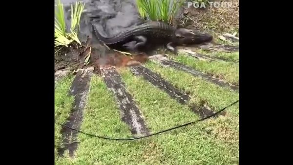 When snake meets gator ... - Sputnik International