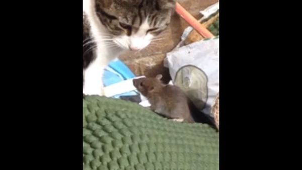 Cat and Mouse - Sputnik International
