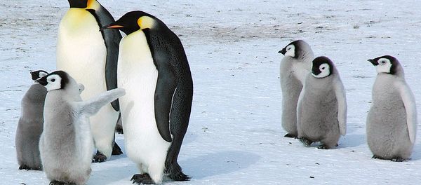 Emperor penguins in Antarctica Emperor penguins in Antarctica - Sputnik International