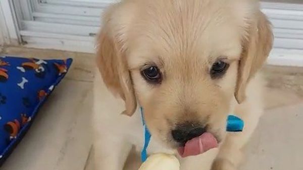 Puppy licking a banana - Sputnik International