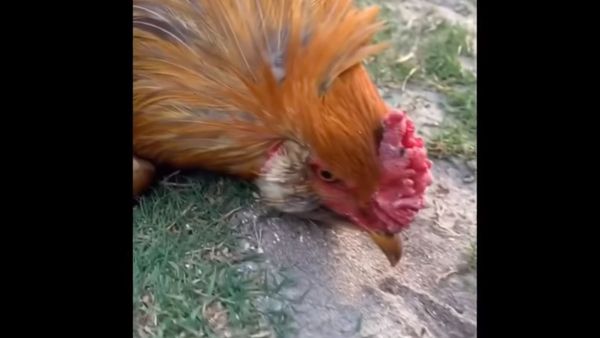 Rooster hypnotised - Sputnik International