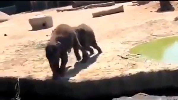 Two elephants - Sputnik International
