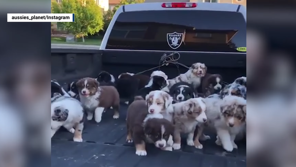 Precious Cargo: Australian Shepherd Pups Return Home - Sputnik International