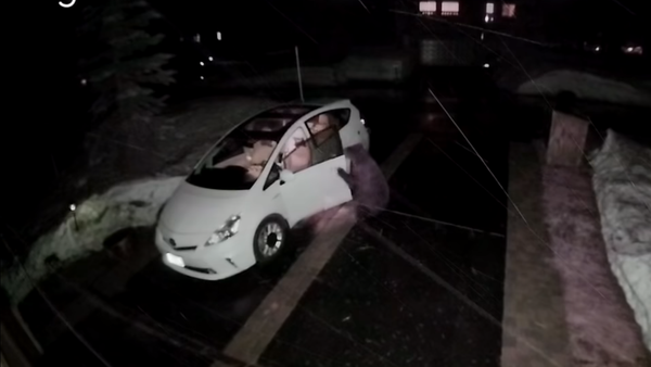 Unimpressed? Bear Breaks In, Briefly Inspects Car - Sputnik International