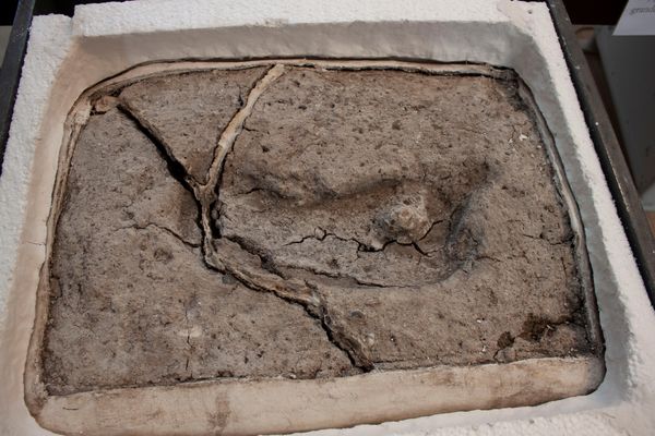 An ancient footprint is pictured, having formed cracks due to desiccation after being extracted from its original site, in Osorno, Chile sometime in April 2019. An ancient footprint is pictured, having formed cracks due to desiccation after being extracted from its original site, in Osorno, Chile sometime in April 2019. - Sputnik International