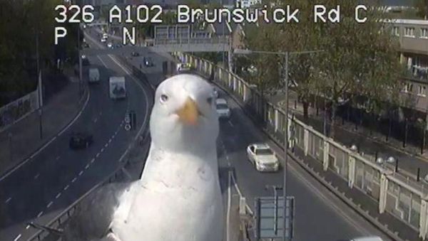 Seagull Poses in Front of Traffic Camera in London - Sputnik International