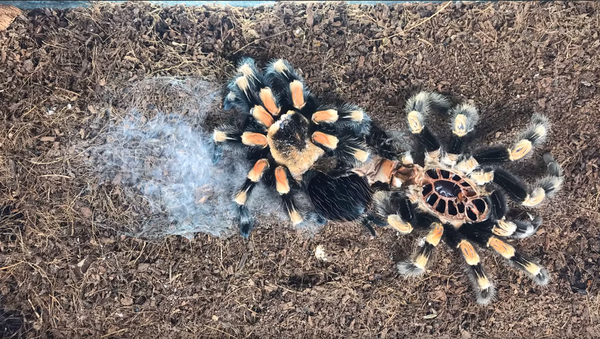 Timelapse of Molting Tarantula Will Make Your Skin Crawl - Sputnik International