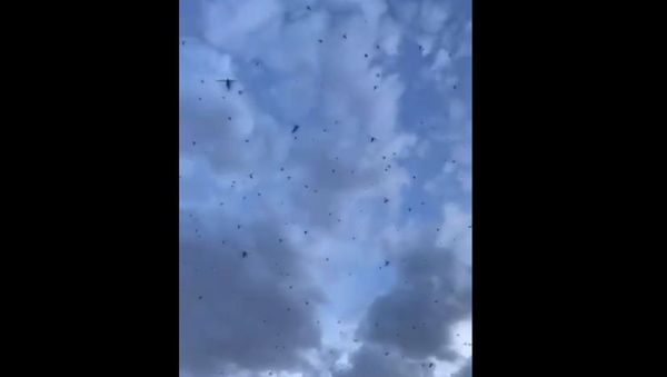 Swarm of Locusts - Sputnik International