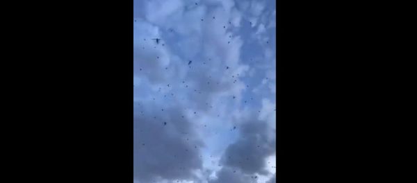 Swarm of Locusts - Sputnik International