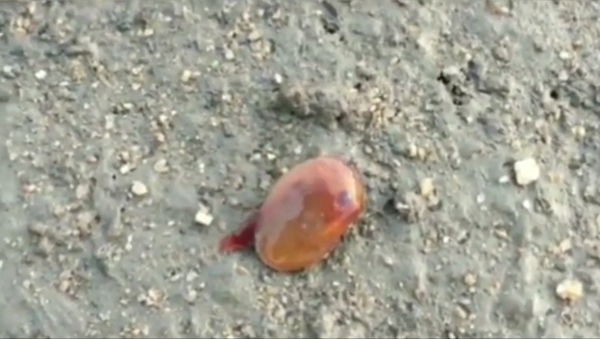 CREEPY See-Through Fish with Turtle Claw Discovered by Hiker - Sputnik International