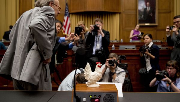Rep. Steve Cohen, D-Tenn., left, places a prop chicken on the witness desk for Attorney General William Barr after he does not appear before a House Judiciary Committee hearing on Capitol Hill in Washington, Thursday, May 2, 2019. - Sputnik International