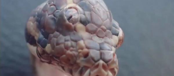 Bizarre Three eyed Snake Discovered in Australia - Sputnik International