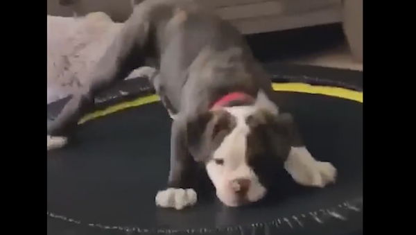 Energetic Pup Bounces & Rolls Around Trampoline - Sputnik International