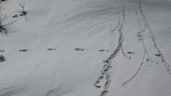 Footprints are seen in the snow near Makalu Base Camp in Nepal, in this picture taken on April 9, 2019 obtained from social media on April 30, 2019. Footprints are seen in the snow near Makalu Base Camp in Nepal, in this picture taken on April 9, 2019 obtained from social media on April 30, 2019. - Sputnik International