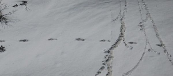 Footprints are seen in the snow near Makalu Base Camp in Nepal, in this picture taken on April 9, 2019 obtained from social media on April 30, 2019. Footprints are seen in the snow near Makalu Base Camp in Nepal, in this picture taken on April 9, 2019 obtained from social media on April 30, 2019. - Sputnik International