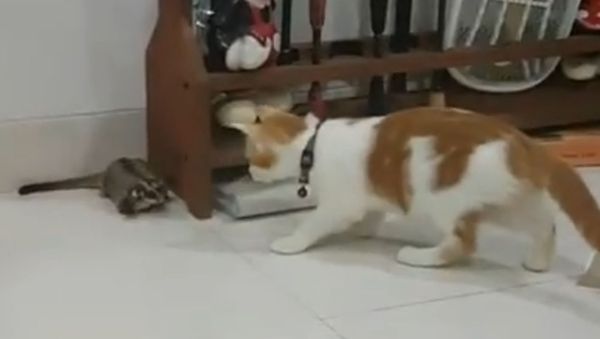 A cat and a sugar glider - Sputnik International