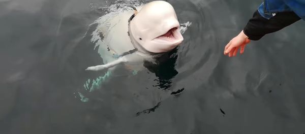 A Beluga whale wearing a Go Pro harness is seen in Norwegian waters, April 26, 2019 in this still image taken from a video obtained from social media on April 30, 2019. A Beluga whale wearing a Go Pro harness is seen in Norwegian waters, April 26, 2019 in this still image taken from a video obtained from social media on April 30, 2019. - Sputnik International