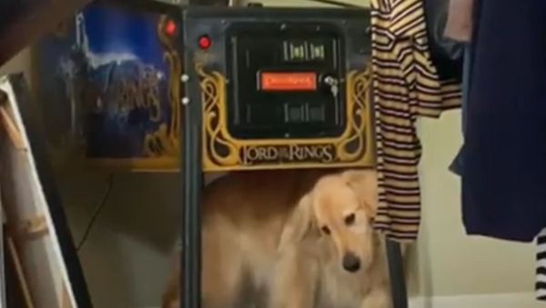 Golden Retriever Shows His Twerking Moves - Sputnik International