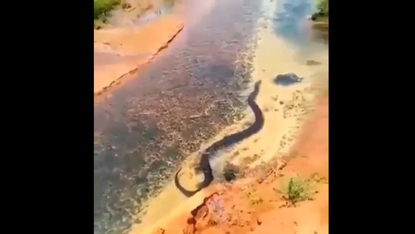 Huge anaconda - Sputnik International