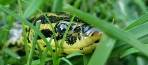 Snake Snake - Sputnik International
