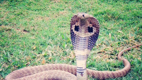 King-cobra  - Sputnik International