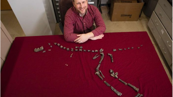 Sterling Nesbitt sits next to the fossilized bones of Suskityrannus hazelae - Sputnik International