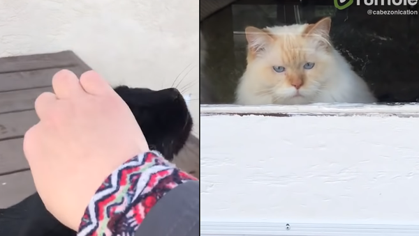 Petty Petting: Cat Peeved as Stray Shown Affection - Sputnik International
