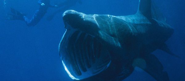 Basking shark seen next to divers - Sputnik International