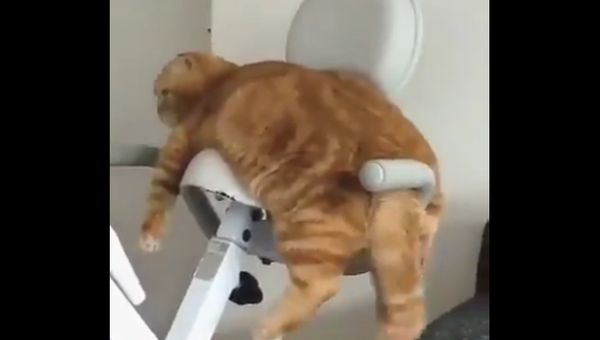 Cat Cat - Sputnik International