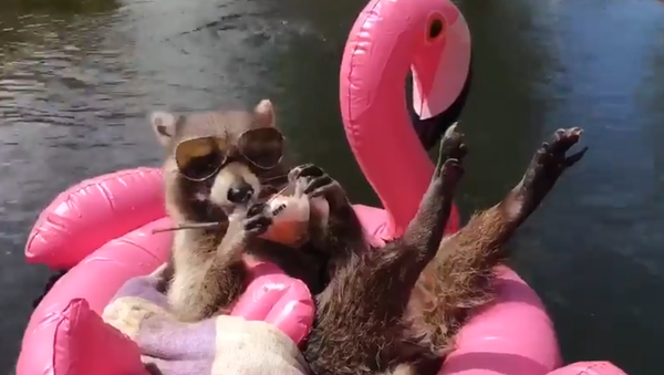 Laid-Back Raccoon Beats the Heat, Laps Up Cool Treat - Sputnik International