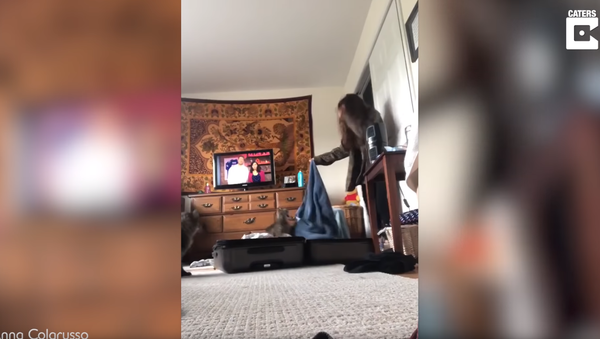 Me-Ouch: Startled Puss Sinks Claws into Unsuspecting Owner - Sputnik International