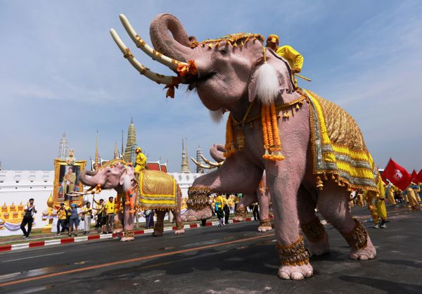 Ten Elephants from Ayutthaya Camp in Bangkok Ten Elephants from Ayutthaya Camp in Bangkok - Sputnik International
